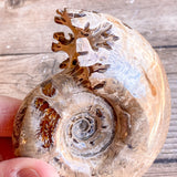 Chambered Whole Sutured Ammonite - Approx. 4.1" Long, 7.9 oz, Polished Fossil