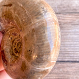Chambered Whole Sutured Ammonite - Approx. 4.1" Long, 7.9 oz, Polished Fossil