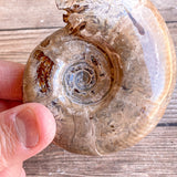 Chambered Whole Sutured Ammonite - Approx. 4.1" Long, 7.9 oz, Polished Fossil