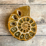 Ammonite (White) Fossil Pair w/ Calcite Chambers: 2.8" Long; 7.3 oz; Polished