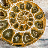 Ammonite (White) Fossil Pair w/ Calcite Chambers: 2.8" Long; 7.3 oz; Polished