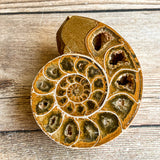 Ammonite (White) Fossil Pair w/ Calcite Chambers: 2.8" Long; 7.3 oz; Polished