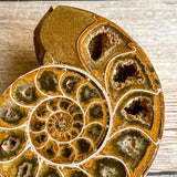 Ammonite (White) Fossil Pair w/ Calcite Chambers: 2.8" Long; 7.3 oz; Polished