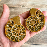 Ammonite (White) Fossil Pair w/ Calcite Chambers: 2.8" Long; 7.3 oz; Polished