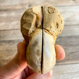 Ammonite (White) Fossil Pair w/ Calcite Chambers: 2.8" Long; 7.3 oz; Polished