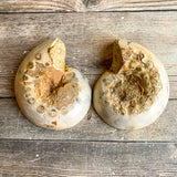 Ammonite (White) Fossil Pair w/ Calcite Chambers: 2.8" Long; 7.3 oz; Polished
