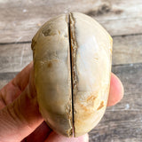 Ammonite (White) Fossil Pair w/ Calcite Chambers: 2.8" Long; 7.3 oz; Polished