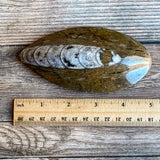 Orthoceras Spear Fossil: 4.9" Long, 7.8 oz , Real Authentic