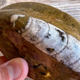 Orthoceras Spear Fossil: 4.9" Long, 7.8 oz , Real Authentic