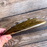 Orthoceras Spear Fossil: 4.9" Long, 7.8 oz , Real Authentic