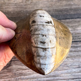 Orthoceras Spear Fossil: 4.9" Long, 7.8 oz , Real Authentic