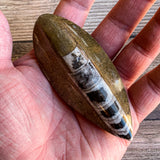 Orthoceras Spear Fossil: 3.9" Long, 3.3 oz , Real Authentic