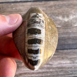 Orthoceras Spear Fossil: 3.9" Long, 3.3 oz , Real Authentic