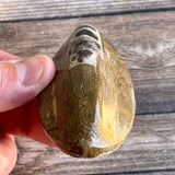 Orthoceras Spear Fossil: 3.9" Long, 3.3 oz , Real Authentic