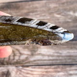 Orthoceras Spear Fossil: 3.9" Long, 3.3 oz , Real Authentic