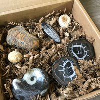 Fossil Set, Fossil Kit, Fossil Collection