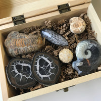 Fossil Set, Fossil Kit, Fossil Collection - Pine Box