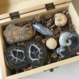 Fossil Set, Fossil Kit, Fossil Collection - Pine Box