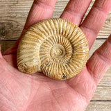 Ammonite (White) Fossil Polished: Approx. 2.6" Long; 3.2 oz; Authentic Real