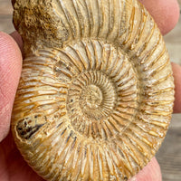 Ammonite (White) Fossil Polished: Approx. 2.6" Long; 3.2 oz; Authentic Real