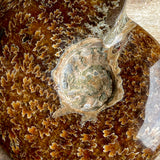 Ammonite Fossil (Sutured) Fossil: 4.25" Length, 10.6 oz (300g), Real Authentic