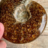 Ammonite Fossil (Sutured) Fossil: 4.25" Length, 10.6 oz (300g), Real Authentic