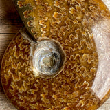 Polished Sutured Ammonite Fossil: 3.25" Length, 4.9oz (140g), Real Authentic