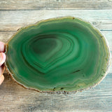 Large Green Agate Slice - Approx 7.0" Long - Large Agate Slice