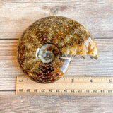 Chambered Whole Sutured Ammonite - Approx. 4.1" Long, 14.8 oz, Polished Fossil