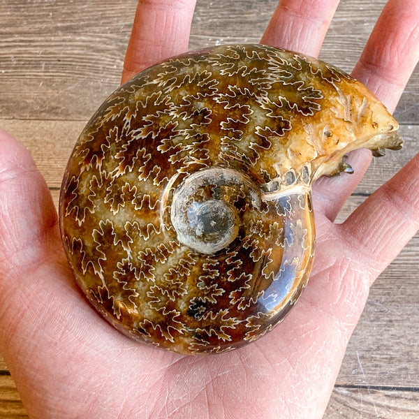 Chambered Whole Sutured Ammonite - Approx. 4.1" Long, 14.8 oz, Polished Fossil