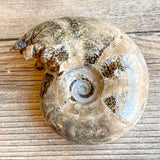 Chambered Whole Sutured Ammonite - Approx. 3.0" Long, 6.4 oz, Polished Fossil