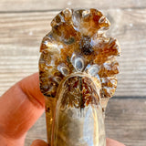 Chambered Whole Sutured Ammonite - Approx. 3.0" Long, 6.4 oz, Polished Fossil