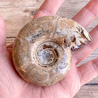 Chambered Whole Sutured Ammonite - Approx. 4.1" Long, 7.9 oz, Polished Fossil