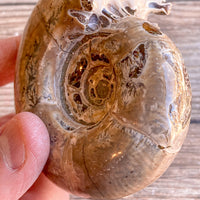 Chambered Whole Sutured Ammonite - Approx. 4.1" Long, 7.9 oz, Polished Fossil