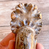 Chambered Whole Sutured Ammonite - Approx. 3.45" Long, 11.2 oz, Polished Fossil