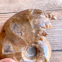 Chambered Whole Sutured Ammonite - Approx. 3.45" Long, 11.2 oz, Polished Fossil