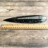 Orthoceras Spear Fossil: 8.5" Long, 7.4 oz (210 g), Real Authentic