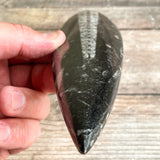 Orthoceras Spear Fossil: 8.5" Long, 7.4 oz (210 g), Real Authentic