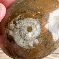 Ammonite Palm Stone Fossil: Approx. 2.35" Long; Authentic Real Polished