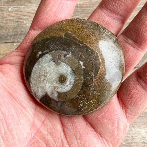Ammonite Palm Stone Fossil: Approx. 2.35" Long; Authentic Real Polished