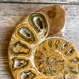 Ammonite (White) Fossil Pair w/ Calcite Chambers: 2.85" Long; 5.2 oz; Polished