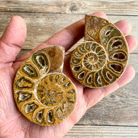 Ammonite (White) Fossil Pair w/ Calcite Chambers: 2.85" Long; 5.2 oz; Polished