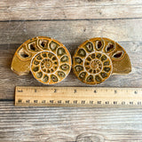 Ammonite (White) Fossil Pair w/ Calcite Chambers: 2.8" Long; 7.3 oz; Polished