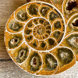 Ammonite (White) Fossil Pair w/ Calcite Chambers: 2.8" Long; 7.3 oz; Polished