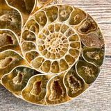 Ammonite (White) Fossil Pair w/ Calcite Chambers: 2.95" Long; 3.9 oz; Polished