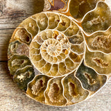 Ammonite (White) Fossil Pair w/ Calcite Chambers: 2.95" Long; 3.9 oz; Polished