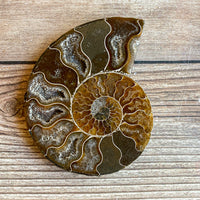 Ammonite Fossil Pair w/ Calcite Chambers: 3.25" Length, 4.5oz (128g) Polished