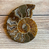 Ammonite Fossil Pair w/ Calcite Chambers: 3.25" Length, 4.5oz (128g) Polished