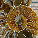 Ammonite Fossil Pair w/ Calcite Chambers: 3.25" Length, 4.5oz (128g) Polished