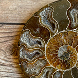 Ammonite Fossil Pair w/ Calcite Chambers: 3.25" Length, 4.5oz (128g) Polished